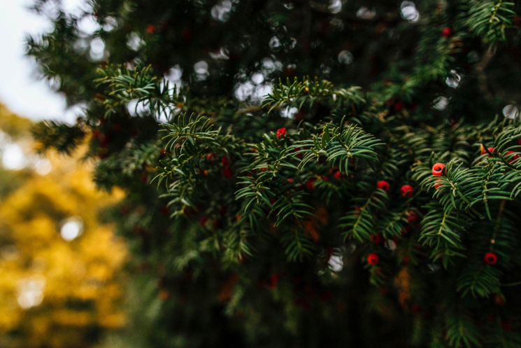 This Christmas with a Pre-Lit Christmas Tree